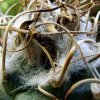 Turbinicarpus_ macrochele _ssp.frailensis _07